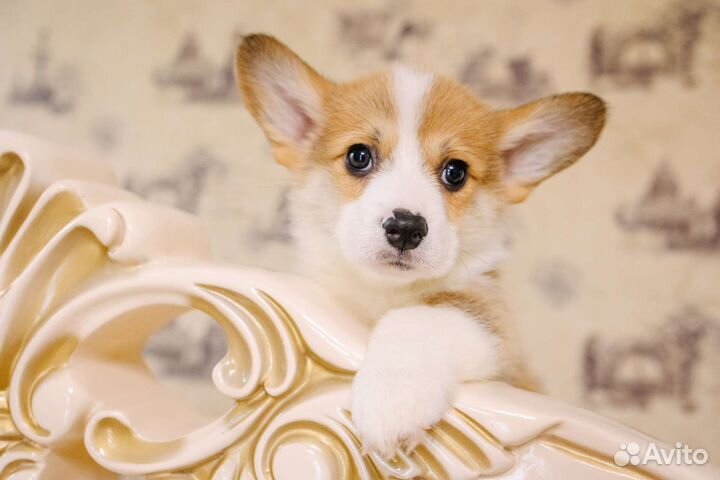 Милейшие и дружелюбные Вельш-корги Пемброк