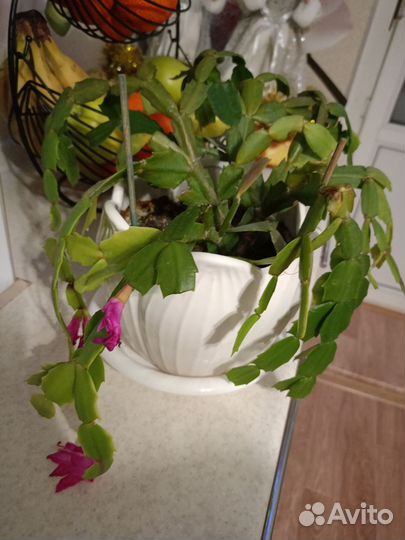 Декабрист цветущий