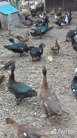 Мускусные утки тяжелые линии