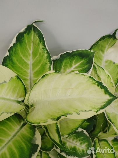 Диффенбахия Кул Бьюти