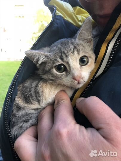Котята бесплатно