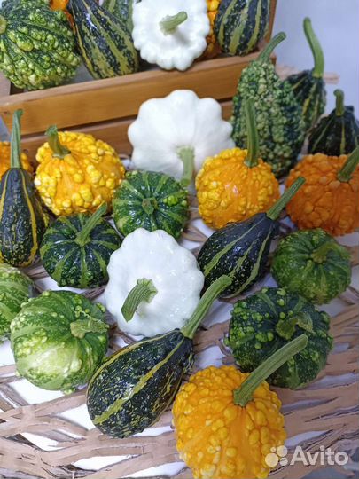Тыква декоративная