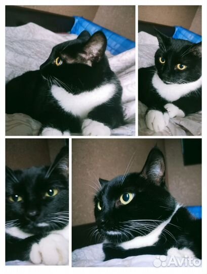 Отдам Мартину в добрые руки