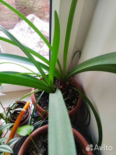 Валлота (амариллис)