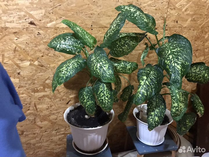 Диффенбахия