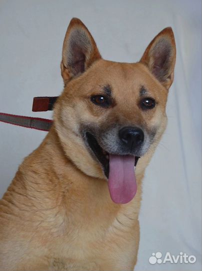 Ооочень красивая собака