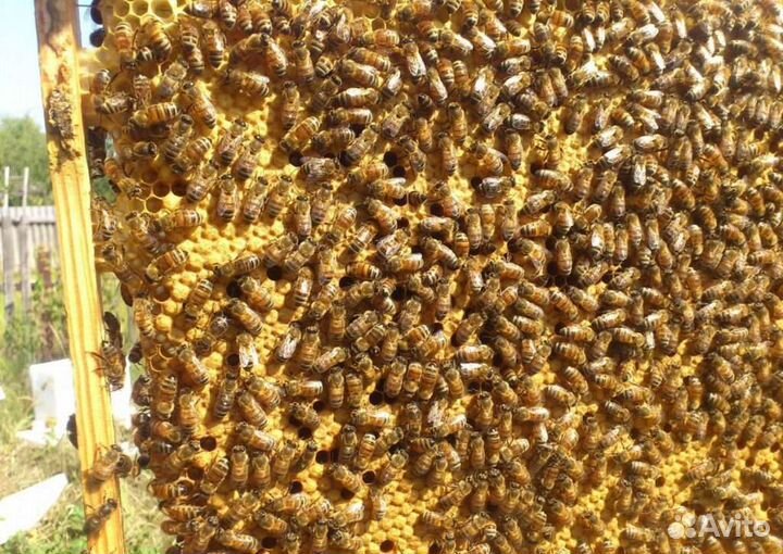 Пчелы породы Бакфаст