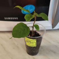 Цветы комнатные