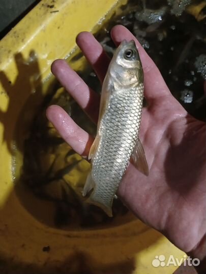 Рыба сазан, амур, карась малёк живец