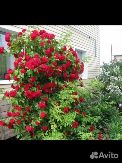 Саженцы роз- плетистая, флорибунда