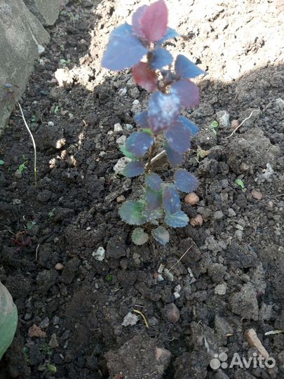 Барбарис тунберга