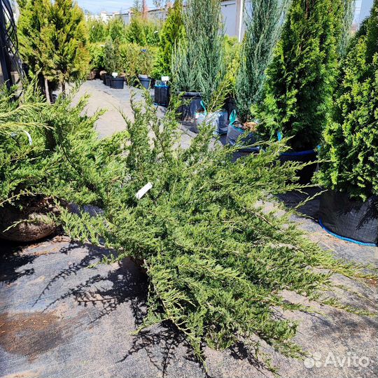 Можжевельник казацкий Глаука 100-120см