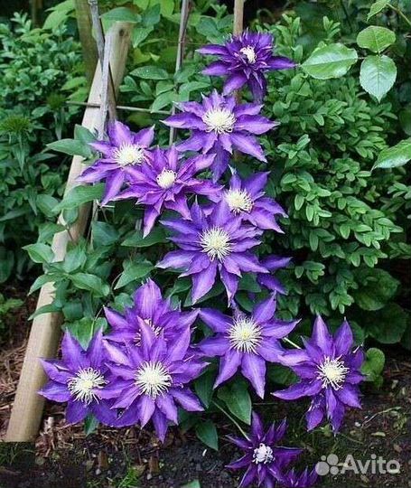 Клематисы