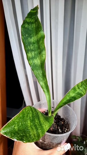 Сансевиерия Муншайн Бразил кристатная и др