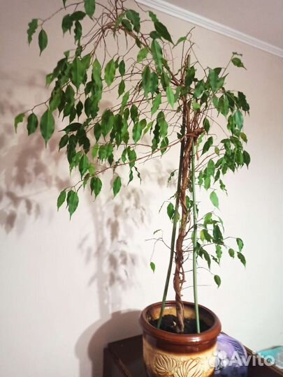 Фикус бенджамина