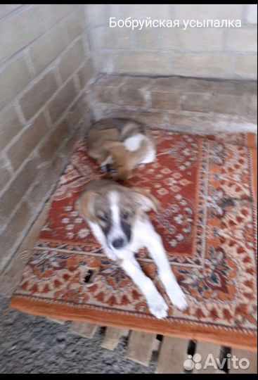 Малыши-крепыши ищут дом