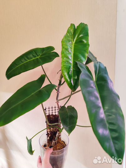 Филодендрон параисо верде