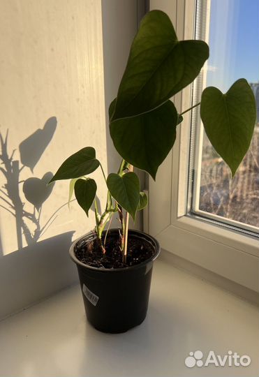 Комнатные растения цветы антуриум