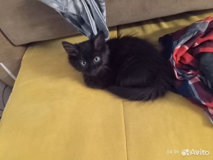 Котик сибирский 3м