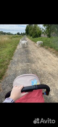 Коляска capella