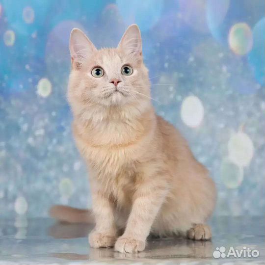 Кошечка Мия