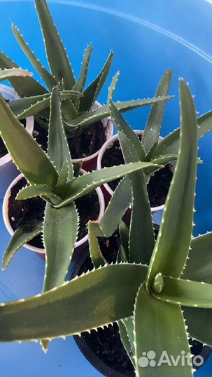 Цветок алоэ