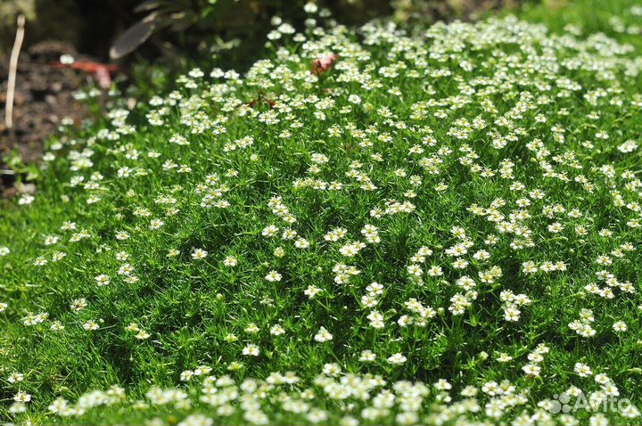 Мох ирландский