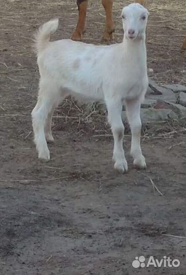 Козье молоко