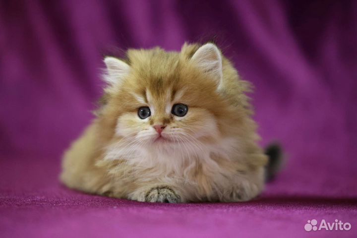 Британская золотая шиншилла