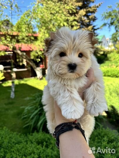 Щенки цветного Йорка