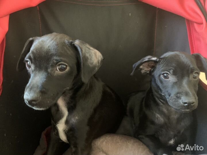 Ксолоинцкуинтли,мексиканская голая собака щенки