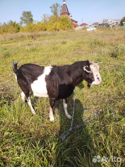 Козел зааненский вязка