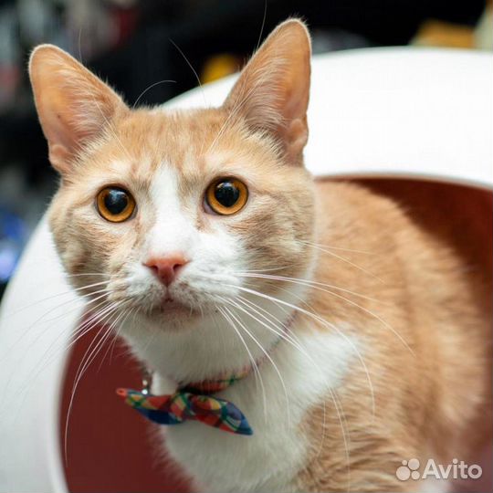 Рыжий красавец: кот-шалун и искатель приключений