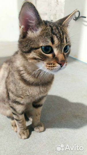 Котенок кот кастрирован мальчик 7 месяцев