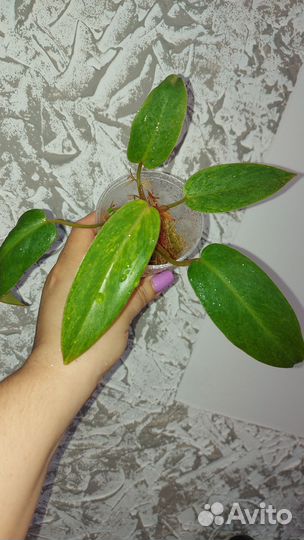 Филадедроны