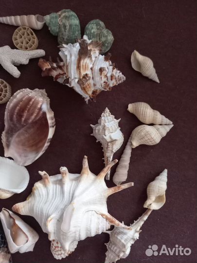 Ракушки для аквариума