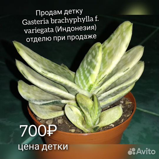 Гастерии хавортии эхеверии суккуленты