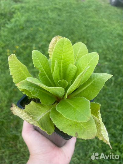 Многолетники для сада