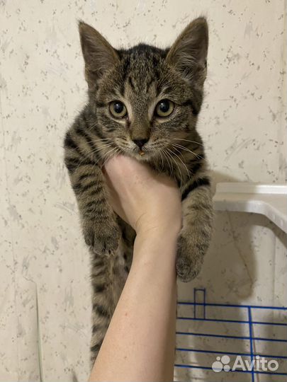 Котята в добрые руки приучены к лотку