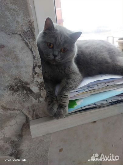 Британская