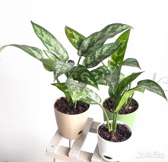 Аглаонема Мария