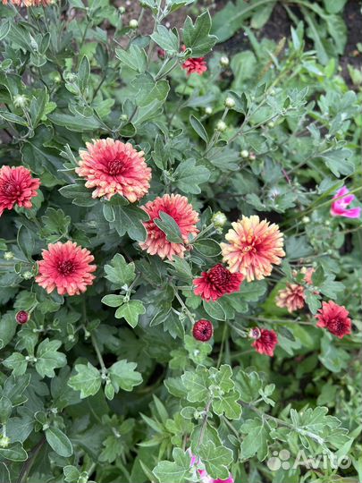 Многолетние цветы