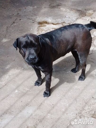 Собака лабродор