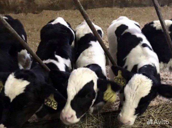 Телята мясной породы бычки