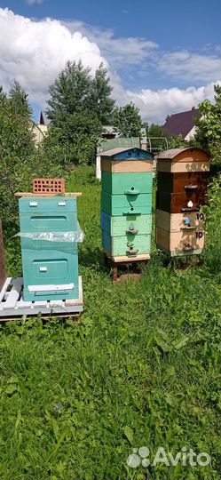 Пчёлы рои пчелопакеты развитые семьи с ульями