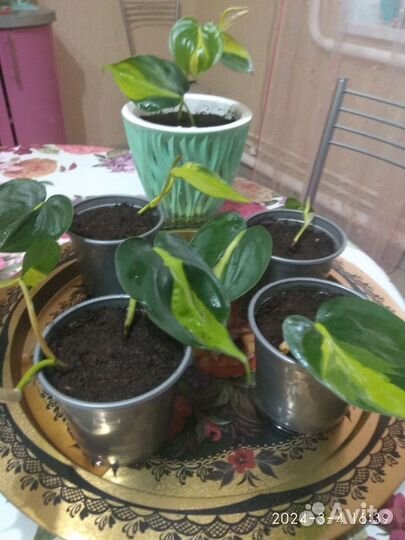 Филодендрон, Араукария