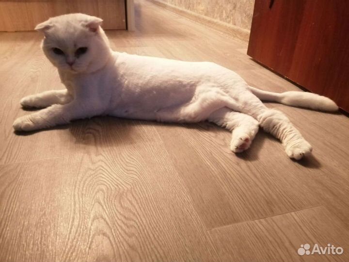 Груминг: стрижка, тримминг, вычес