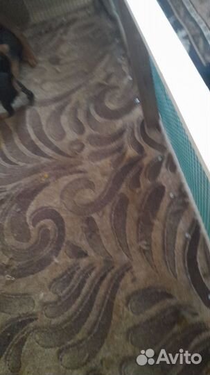 Щенки ягдтерьера