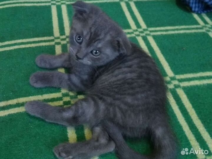 Полубританцы полушотланцы