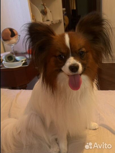 Пaпийон вязка